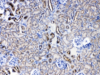IHC testing of FFPE mouse kidney tissue with SERPINA5 antibody at 1ug/ml. Required HIER: steam section in pH6 citrate buffer for 20 min and allow to cool prior to testing.