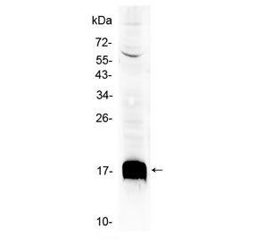 Western blot testing of mouse HepA1-6 cell lysate with Sca-1 antibody at 0.5ug/ml. Predicted molecular weight ~14 kDa.