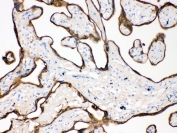 IHC testing of FFPE human placental tissue with Cytokeratin 18 antibody at 1ug/ml. Required HIER: steam section in pH6 citrate buffer for 20 min and allow to cool prior to testing.