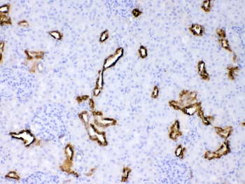 IHC testing of FFPE rat kidney tissue with Cytokeratin 18 antibody at 1ug/ml. Required HIER: steam section in pH6 citrate buffer for 20 min and allow to cool prior to testing.