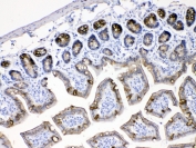 IHC testing of FFPE mouse intestinal tissue with Cytokeratin 18 antibody at 1ug/ml. Required HIER: steam section in pH6 citrate buffer for 20 min and allow to cool prior to testing.