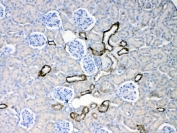 IHC testing of FFPE mouse kidney tissue with Cytokeratin 18 antibody at 1ug/ml. Required HIER: steam section in pH6 citrate buffer for 20 min and allow to cool prior to testing.