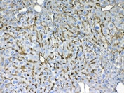 IHC testing of FFPE mouse liver tissue with Cytokeratin 8 antibody at 1ug/ml. Required HIER: steam section in pH6 citrate buffer for 20 min and allow to cool prior to testing.