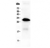 Western blot testing of human placenta tissue lysate with IGFBP1 antibody at 0.5ug/ml. Expected molecular weight: 28-35 kDa.