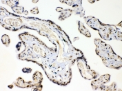 IHC testing of FFPE human placental tissue with HMGB1 antibody at 1ug/ml. Required HIER: steam section in pH6 citrate buffer for 20 min and allow to cool prior to testing.