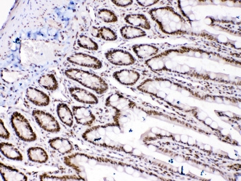 IHC testing of FFPE rat intestinal tissue with HMGB1 antibody at 1ug/ml. Required HIER: steam section in pH6 citrate buffer for 20 min and allow to cool prior to testing.