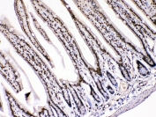IHC testing of FFPE mouse intestinal tissue with HMGB1 antibody at 1ug/ml. Required HIER: steam section in pH6 citrate buffer for 20 min and allow to cool prior to testing.