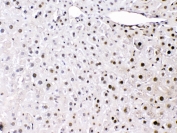 IHC testing of FFPE mouse liver tissue with HMGB1 antibody at 1ug/ml. Required HIER: steam section in pH6 citrate buffer for 20 min and allow to cool prior to testing.