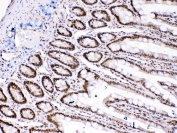 IHC testing of FFPE rat intestinal tissue with HMGB1 antibody at 1ug/ml. Required HIER: steam section in pH6 citrate buffer for 20 min and allow to cool prior to testing.