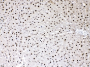 IHC testing of FFPE rat liver tissue with HMGB1 antibody at 1ug/ml. Required HIER: steam section in pH6 citrate buffer for 20 min and allow to cool prior to testing.