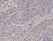 IHC staining of FFPE rat pancreas with Annexin IV antibody. HIER: boil tissue sections in pH6, 10mM citrate buffer, for 10-20 min and allow to cool before testing.