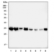 Western blot testing of human 1) HepG2, 2) A549, 3) ThP-1, 4) HACAT, 5) rat stomach, 6) rat lung, 7) mouse stomach and 8) mouse lung tissue lysate with Annexin IV antibody. Predicted molecular weight ~36 kDa.