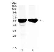 Western blot testing of 1) rat liver and 2) mouse liver tissue with CYP2D6 antibody at 0.5ug/ml. Predicted molecular weight ~56 kDa.