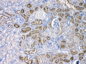 IHC testing of FFPE mouse kidney tissue with Angiotensinogen antibody at 1ug/ml. Required HIER: steam section in pH6 citrate buffer for 20 min and allow to cool prior to testing.