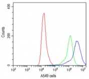 Flow cytometry testing of human A549 cells with IFNGR1 antibody at 1ug/10^6 cells (cells blocked with goat sera); Red=cells alone, Green=isotype control, Blue=IFNGR1 antibody.