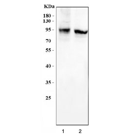 Western blot testing of human 1) SiHa and 2) HeLa cell lysate wit