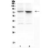 Western blot testing of 1) rat spleen and 2) mouse spleen lysate with 12 Lipoxygenase antibody at 0.5ug/ml. Predicted molecular weight ~76 kDa.