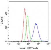FACS testing of human U937 cells with CD11a antibody at 1ug/10^6 cells. Red: cells alone, Green: isotype control, Blue: CD11a antibody.
