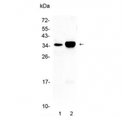 Western blot testing of 1) rat lung and 2) mouse lung tissue with CA4 antibody at 0.5ug/ml. Predicted molecular weight ~35 kDa.