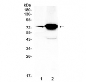 Western blot testing of 1) mouse ovary and 2) human HeLa lysate with FSHR antibody at 0.5ug/ml. Predicted molecular weight ~78 kDa.