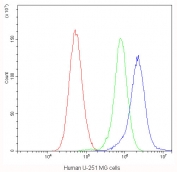 Flow cytometry testing of human U-251 MG cells with CHRNA5 antibody at 1ug/10^6 cells (blocked with goat sera); Red=cells alone, Green=isotype control, Blue=CHRNA5 antibody.