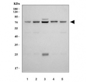 Western blot testing of human 1) Jurkat, 2) HeLa, 3) HepG2, 4) A549 and 5) U-87 MG cell lysate with PTGS2 antibody at 0.5ug/ml. Predicted molecular weight ~69 kDa.