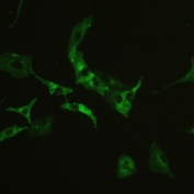 IF/ICC staining of FFPE human A549 cells with CD147 antibody (green) at 2ug/ml. HIER: steam section in pH6 citrate buffer for 20 min.