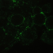 IF/ICC staining of FFPE human HeLa cells with CD147 antibody (green) at 2ug/ml. HIER: steam section in pH6 citrate buffer for 20 min.