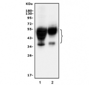 Western blot testing of human 1) HeLa and 2) HepG2 cell lysate with CD147 antibody. Expected molecular weight: 27-66 kDa depending on level of glycosylation.