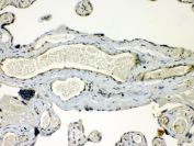 IHC testing of FFPE human placenta tissue with GJC1 antibody at 1ug/ml. Required HIER: steam section in pH6 citrate buffer for 20 min and allow to cool prior to testing.