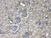 IHC testing of FFPE mouse kidney tissue with Thrombopoietin antibody at 1ug/ml. Required HIER: steam section in pH6 citrate buffer for 20 min and allow to cool prior to testing.