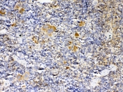 IHC testing of FFPE mouse spleen tissue with Thrombopoietin antibody at 1ug/ml. Required HIER: steam section in pH6 citrate buffer for 20 min and allow to cool prior to testing.