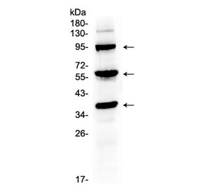 Western blot testing of mouse liver tissue lysate with Thrombopoietin antibody at 0.5ug/ml. Predicted molecular weight: 38 kDa, routinely observed at 40-55 kDa (unmodified), 80-95 kDa (glycosylated).