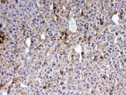 IHC testing of FFPE mouse liver tissue with Thrombopoietin antibody at 1ug/ml. Required HIER: steam section in pH6 citrate buffer for 20 min and allow to cool prior to testing.