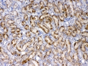 IHC testing of FFPE rat kidney tissue with Thrombopoietin antibody at 1ug/ml. Required HIER: steam section in pH6 citrate buffer for 20 min and allow to cool prior to testing.