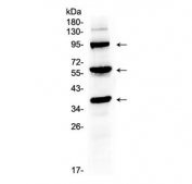Western blot testing of mouse liver tissue lysate with Thrombopoietin antibody at 0.5ug/ml. Predicted molecular weight: 38 kDa, routinely observed at 40-55 kDa (unmodified), 80-95 kDa (glycosylated).