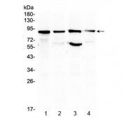 Western blot testing of 1) rat brain, 2) mouse brain, 3) mouse testis and 4) human COLO320 lysate with STAT3 antibody. Predicted molecular weight ~88 kDa.