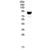 Western blot testing of monkey COS7 cell lysate with STAT1 antibody at 0.5ug/ml. Predicted molecular weight ~91/84 kDa (alpha/beta).