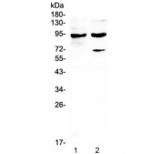Western blot testing of 1) rat thymus and 2) mouse thymus lysate with STAT1 antibody at 0.5ug/ml. Predicted molecular weight ~91/84 kDa (alpha/beta).