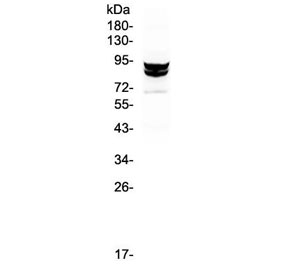 Western blot testing of monkey COS7 cell lysate with STAT1 antibody at 0.5ug/ml. Predicted molecular weight ~91/84 kDa (alpha/beta).
