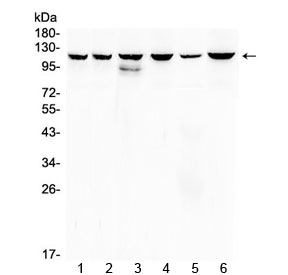 Western blot testing of 1) rat liver, 2) rat kidney, 3) mouse spleen, 4) mouse thymus, 5) human MCF7 and 6) human K562 lysate with PI3K p110 antibody at 0.5ug/ml. Expected molecular weight ~110 kDa.