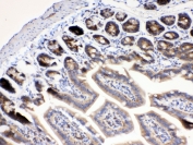 IHC testing of FFPE mouse intestine tissue with RanBP1 antibody at 1ug/ml. Required HIER: steam section in pH6 citrate buffer for 20 min and allow to cool prior to testing.