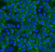 Immunofluorescent staining of FFPE human A431 cells with RanBP1 antibody (green) at 2ug/ml and DAPI nuclear stain (blue). HIER: steam section in pH6 citrate buffer for 20 min.