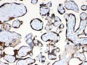 IHC testing of FFPE human placental tissue with TFPI2 antibody at 1ug/ml. Required HIER: steam section in pH6 citrate buffer for 20 min and allow to cool prior to testing.