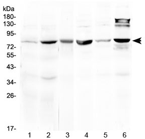 Western blot testing of 1) rat liver, 2) mouse liver, 3) mouse heart, 4) mouse testis, 5) human MCF7 and 6) human HeLa lysate at 0.5ug/ml. Predicted molecular weight ~80 kDa.