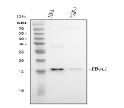 Western blot analysis of IBA1 Antibody / AIF-1. IBA1/AIF-1 antibody immunoreactivity is observed in human HEL and THP-1 whole cell lysates. Proteins were separated by SDS-PAGE under reducing conditions and transferred to a nitrocellulose membrane. Lane 1: human HEL whole cell lysates; Lane 2: human THP-1 whole cell lysates. A distinct band is detected at approximately 17 kDa, consistent with the predicted molecular weight of IBA1/AIF-1.