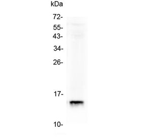 Western blot testing of mouse intestine tissue lysate with FABP2 antibody at 0.5ug/ml. Predicted molecular weight ~15 kDa.
