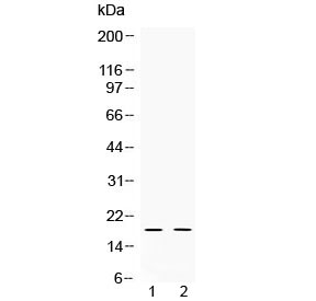Western blot testing of 1) rat testis and 2) human HeLa lysate with Alpha Defensin 1 antibody at 0.5ug/ml. Predicted molecular weight ~19 kDa.