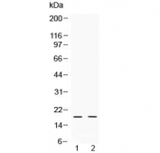 Western blot testing of 1) rat testis and 2) human HeLa lysate with Alpha Defensin 1 antibody at 0.5ug/ml. Predicted molecular weight ~10 kDa.