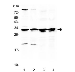 Western blot testing of 1) rat testis, 2) mouse testis, 3) human MCF7 and 4) human A549 lysate with RPS6 antibody at 0.5ug/ml. Predicted molecular weight ~29 kDa.